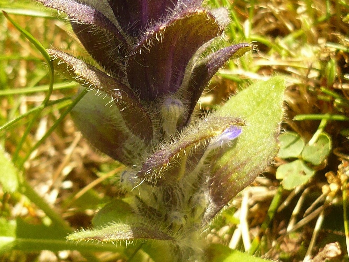 Ajuga pyramidalis (Lamiaceae)